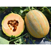 Hectarul - Seminte de pepene galben extratimpuriu Diamond LUX, 1 gram, OPAL